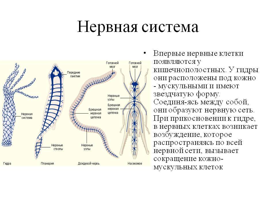 Кракен сайт маркетплейс ссылка